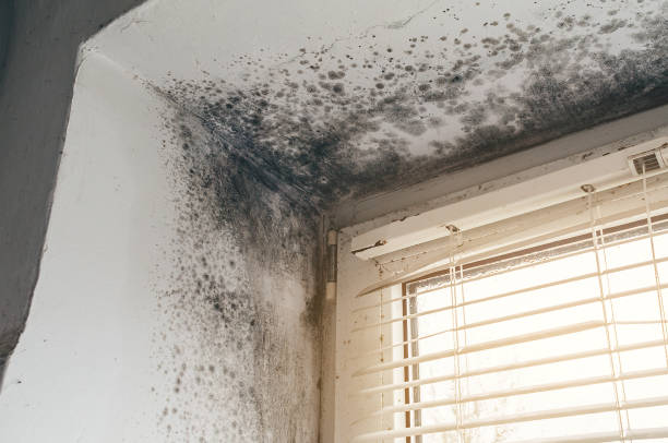 Affordable Mold Cleanup solutions in Cordova, MD